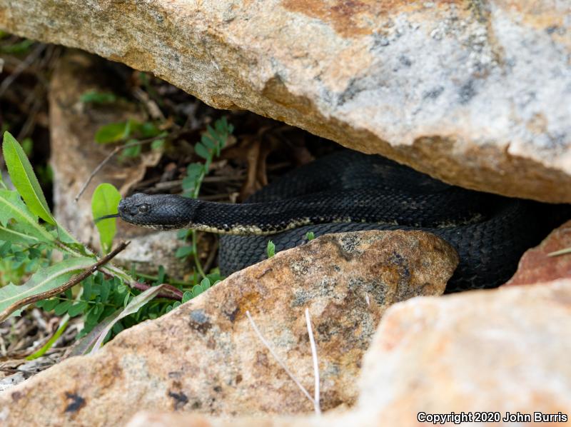 Timber Rattlesnake (Crotalus horridus)