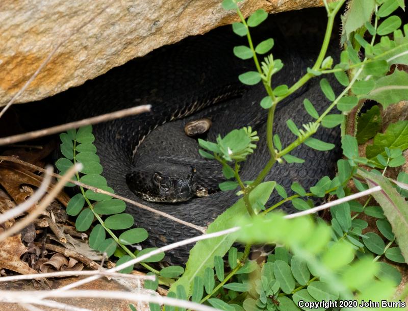 Timber Rattlesnake (Crotalus horridus)