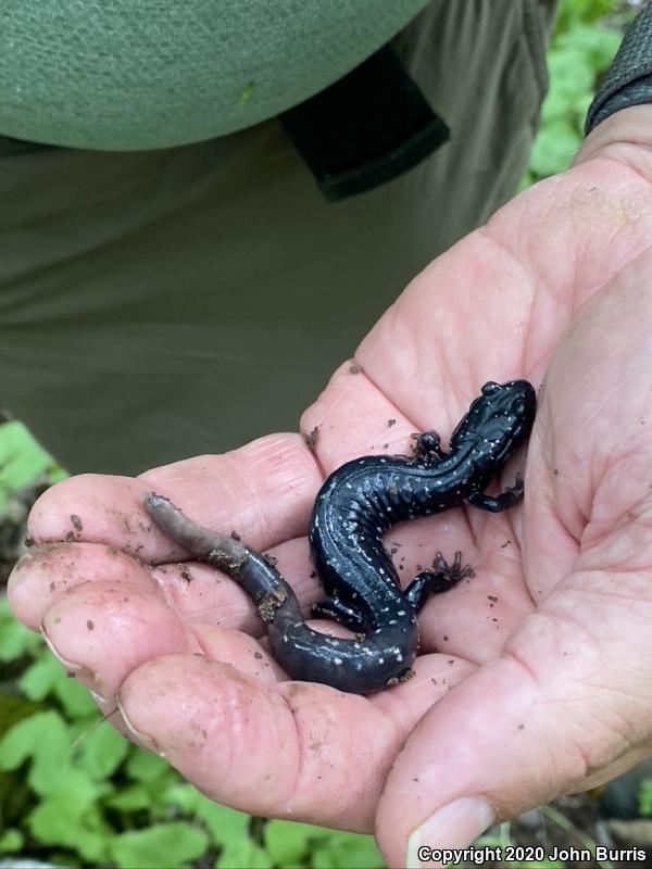 Northern Slimy Salamander (Plethodon glutinosus)