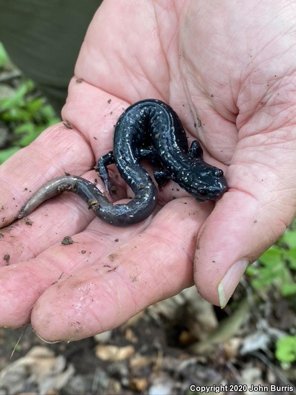 Northern Slimy Salamander (Plethodon glutinosus)