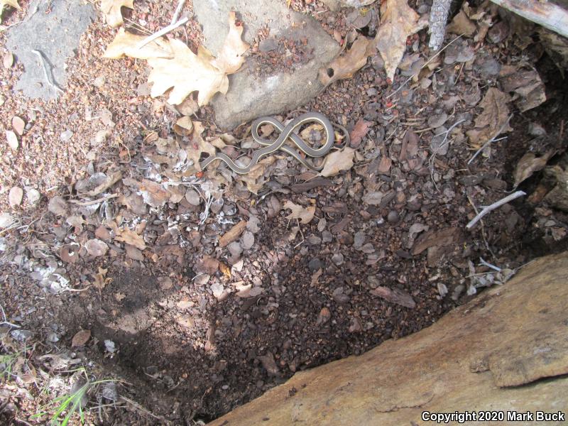 California Striped Racer (Coluber lateralis lateralis)