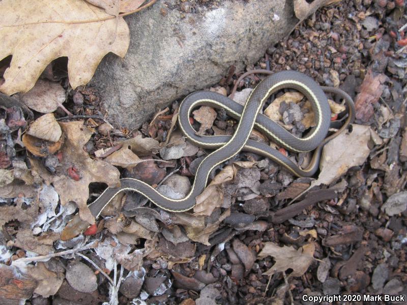 California Striped Racer (Coluber lateralis lateralis)