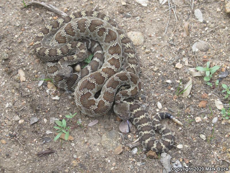 Northern Pacific Rattlesnake (Crotalus oreganus oreganus)