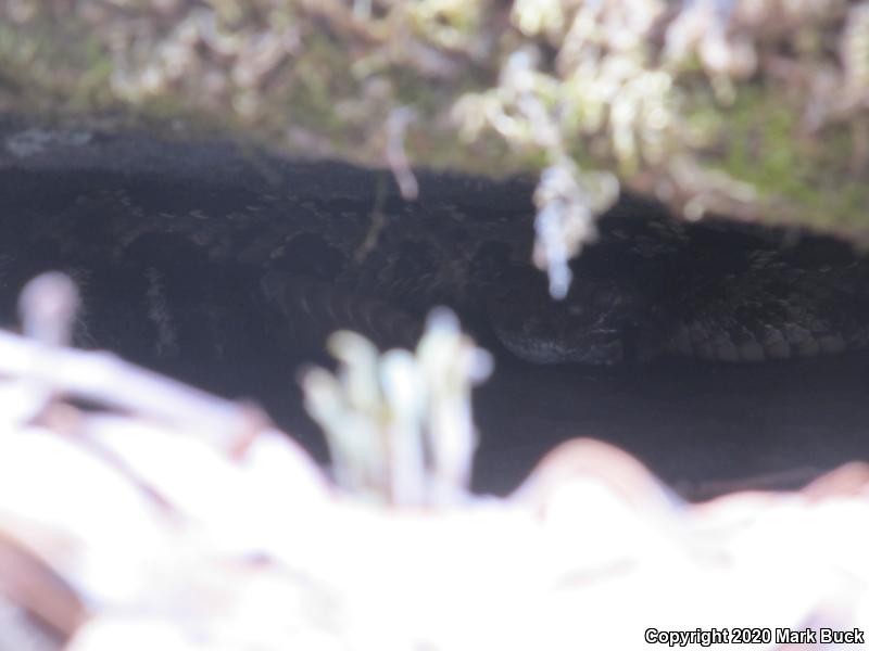 Northern Pacific Rattlesnake (Crotalus oreganus oreganus)