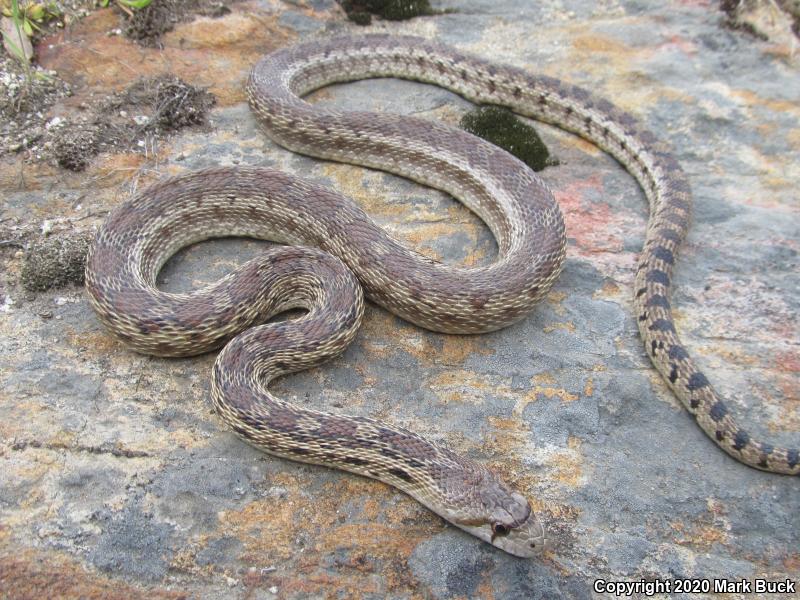 Pacific Gopher Snake (Pituophis catenifer catenifer)