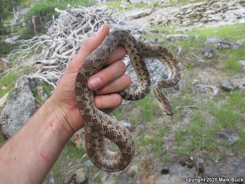 Pacific Gopher Snake (Pituophis catenifer catenifer)