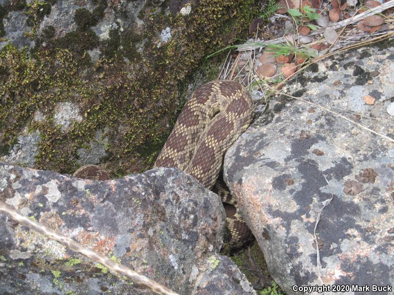 Northern Pacific Rattlesnake (Crotalus oreganus oreganus)