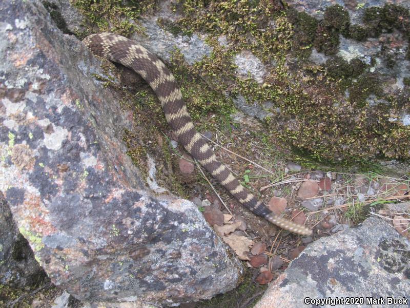 Northern Pacific Rattlesnake (Crotalus oreganus oreganus)