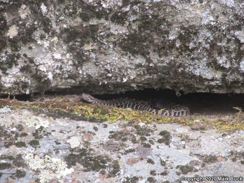 Northern Pacific Rattlesnake (Crotalus oreganus oreganus)