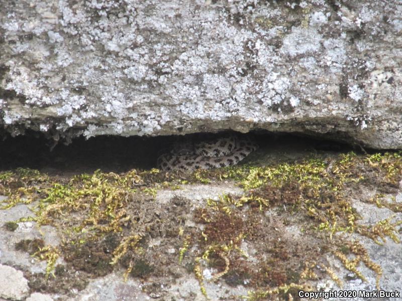 Northern Pacific Rattlesnake (Crotalus oreganus oreganus)