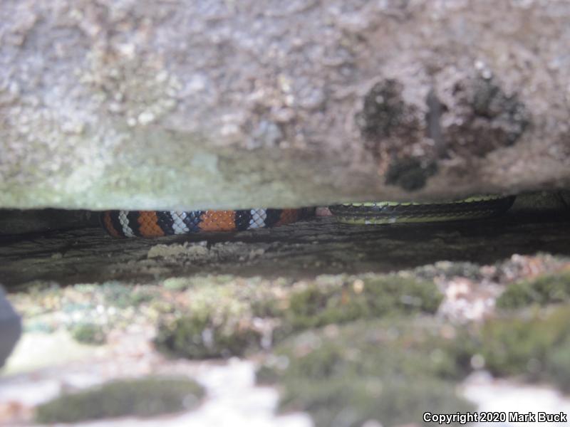 California Striped Racer (Coluber lateralis lateralis)