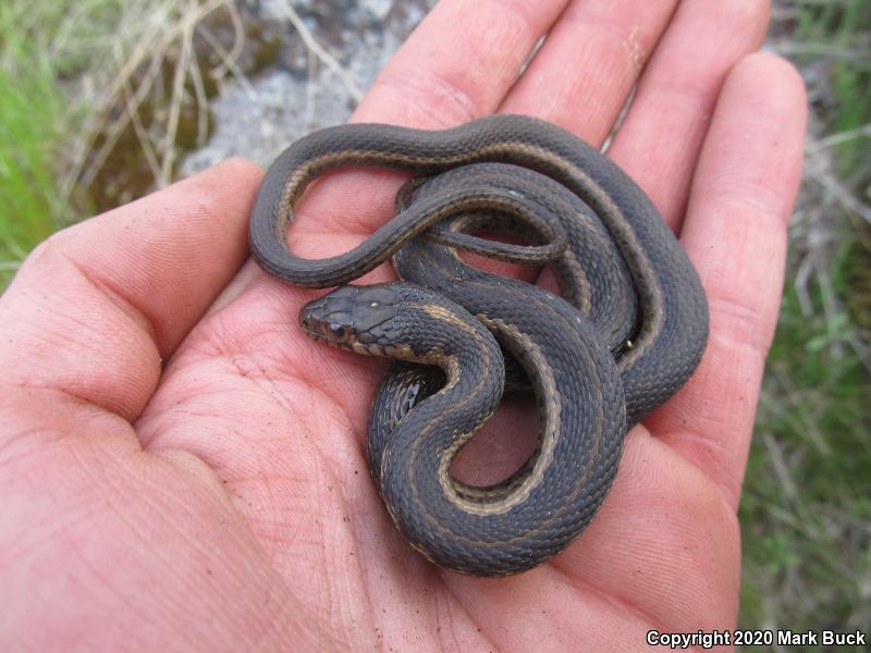 Sierra Gartersnake (Thamnophis couchii)