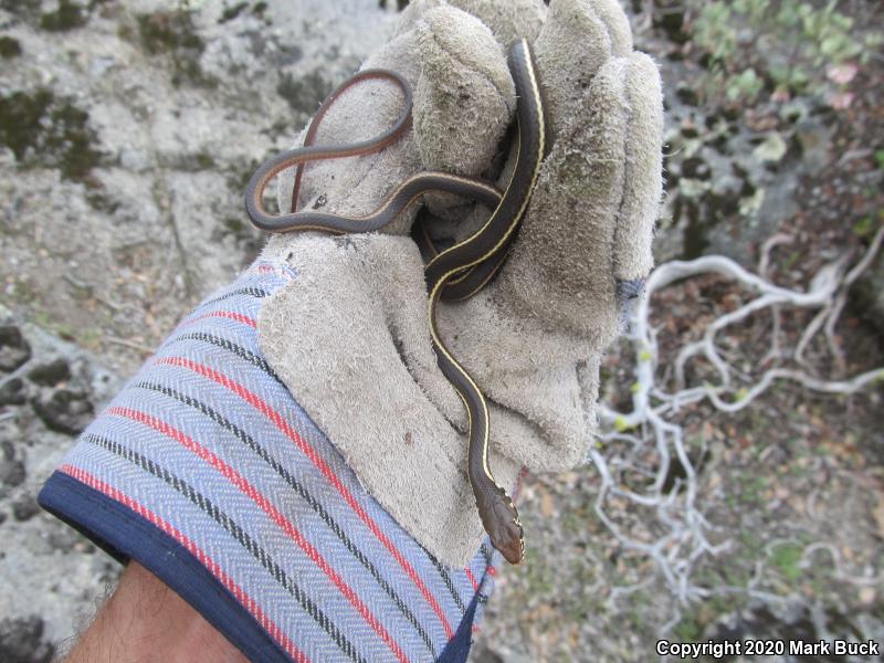 California Striped Racer (Coluber lateralis lateralis)