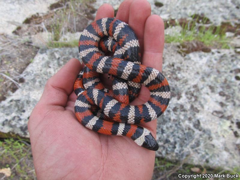 Sierra Mountain Kingsnake (Lampropeltis zonata multicincta)