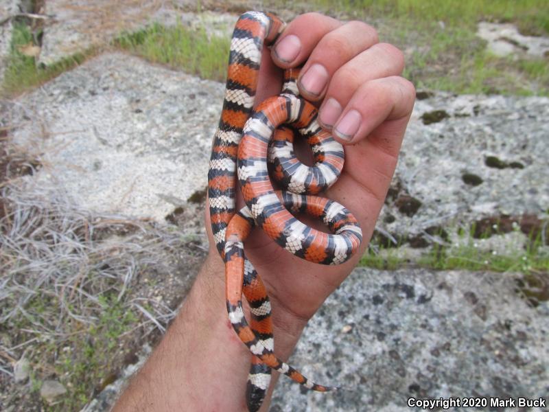 Sierra Mountain Kingsnake (Lampropeltis zonata multicincta)