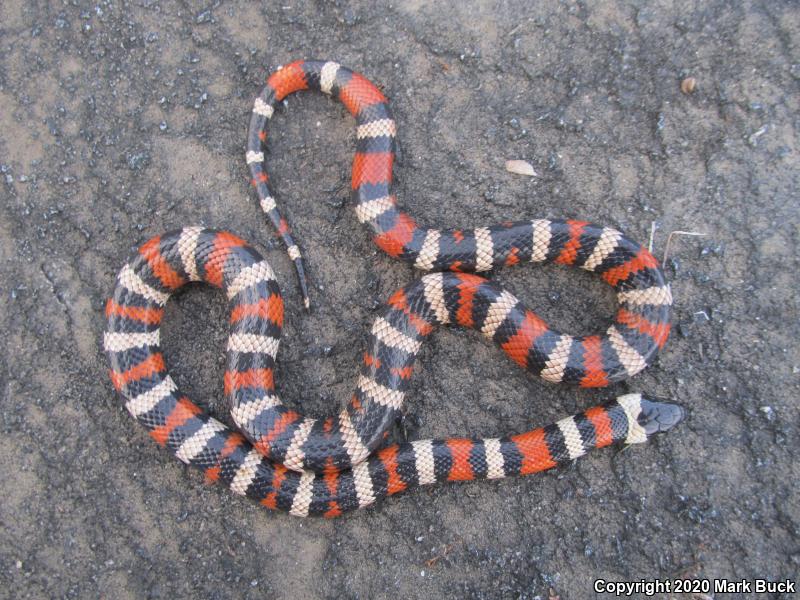 Sierra Mountain Kingsnake (Lampropeltis zonata multicincta)