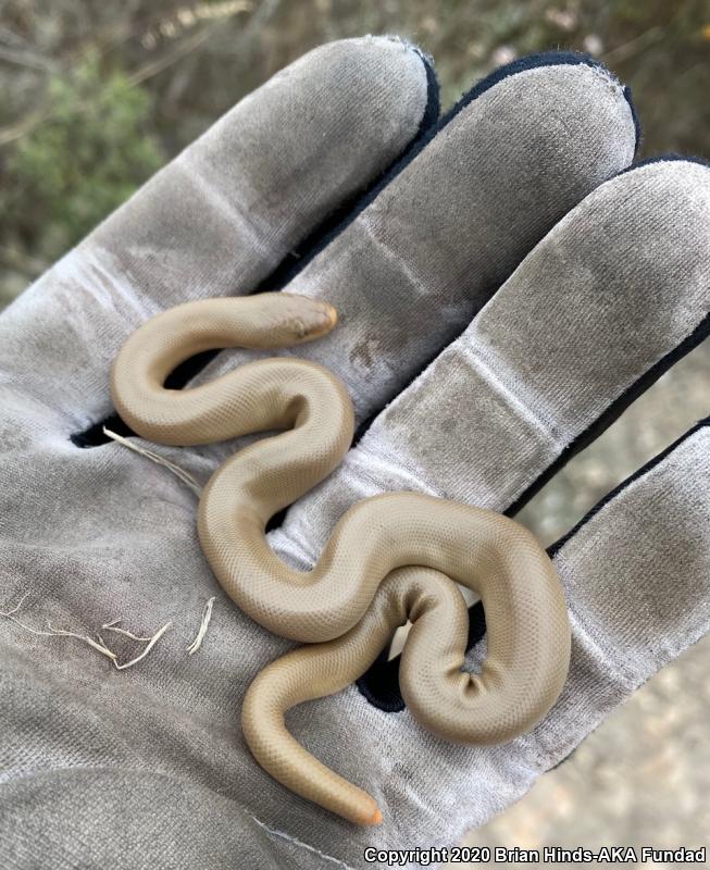 Northern Rubber Boa (Charina bottae)