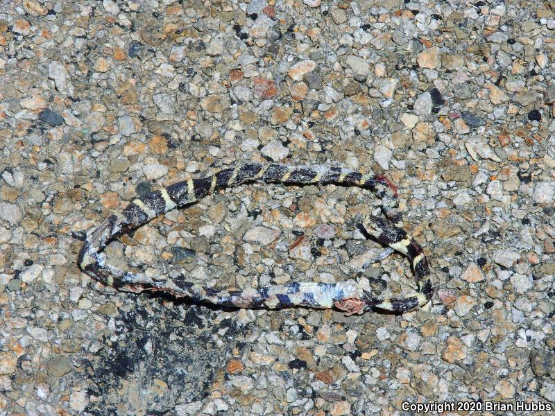 California Kingsnake (Lampropeltis getula californiae)