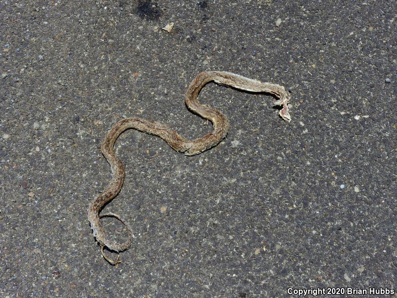 Pacific Gopher Snake (Pituophis catenifer catenifer)