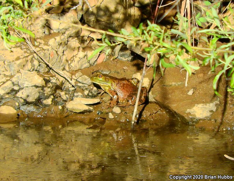 American Bullfrog (Lithobates catesbeianus)