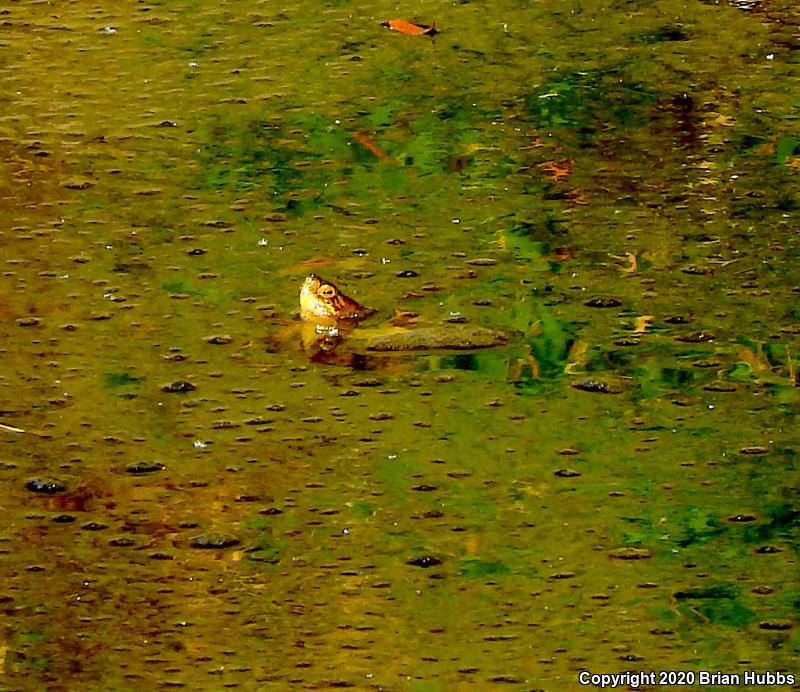 Western Pond Turtle (Actinemys marmorata)