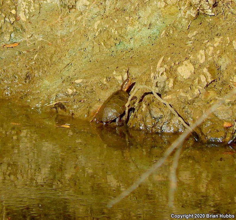 Western Pond Turtle (Actinemys marmorata)