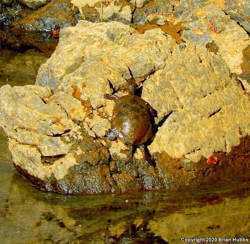 Western Pond Turtle (Actinemys marmorata)