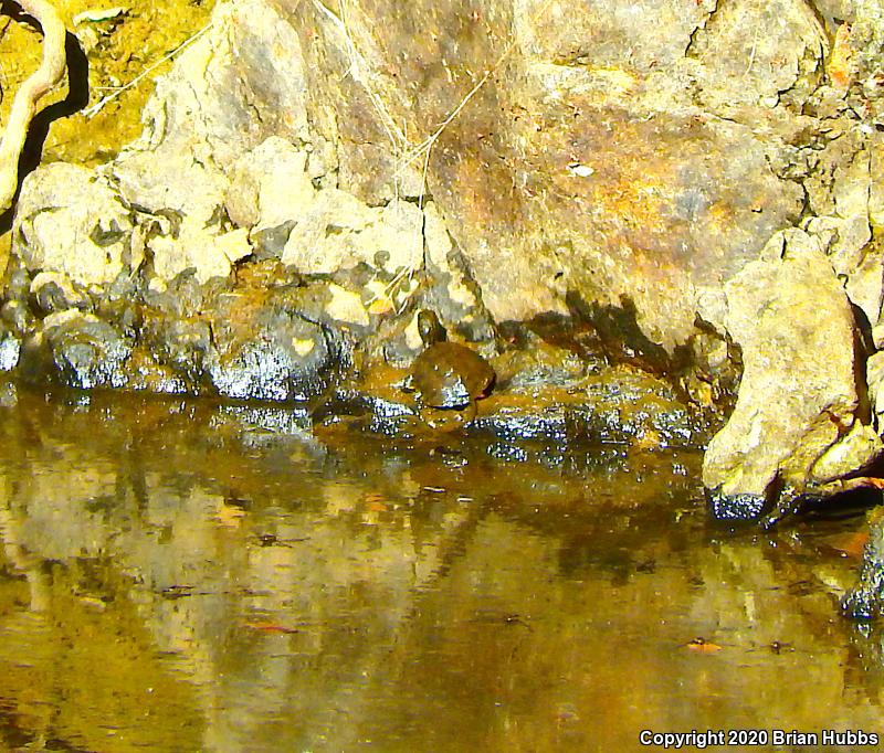 Western Pond Turtle (Actinemys marmorata)