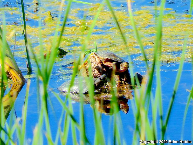 Western Pond Turtle (Actinemys marmorata)