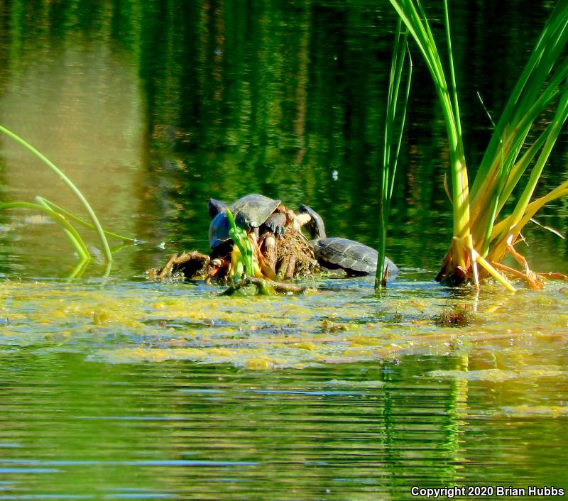 Western Pond Turtle (Actinemys marmorata)