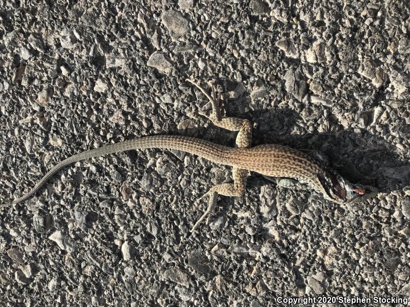 Great Basin Whiptail (Aspidoscelis tigris tigris)