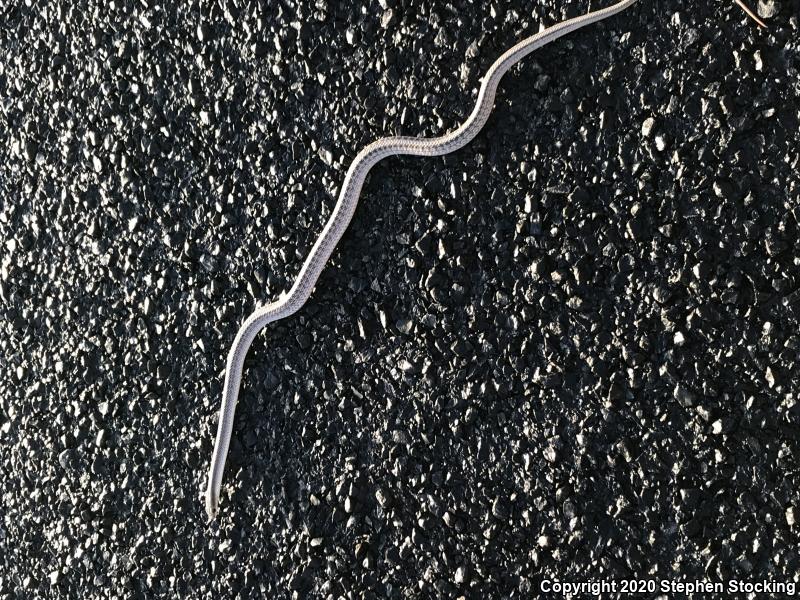 Mojave Patch-nosed Snake (Salvadora hexalepis mojavensis)