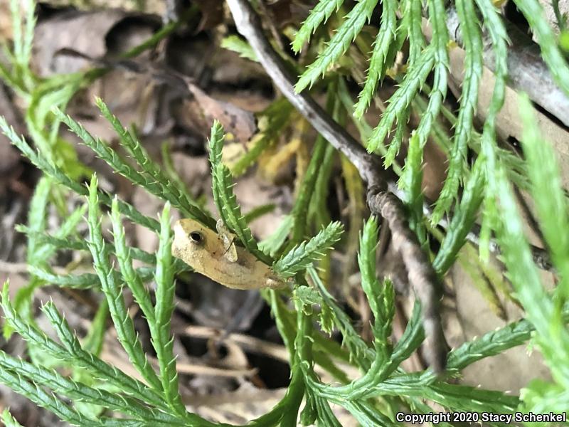 Spring Peeper (Pseudacris crucifer)