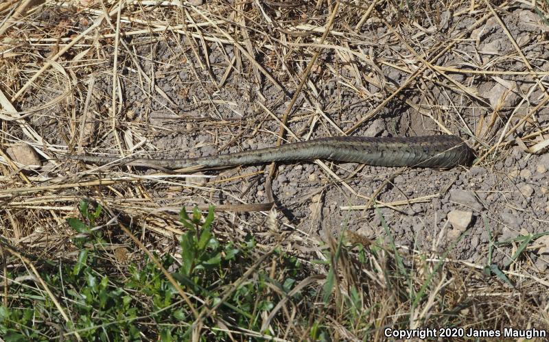 Coast Gartersnake (Thamnophis elegans terrestris)