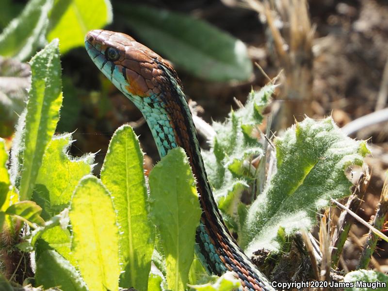 San Francisco Gartersnake (Thamnophis sirtalis tetrataenia)