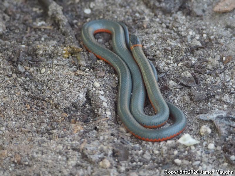 Pacific Ring-necked Snake (Diadophis punctatus amabilis)