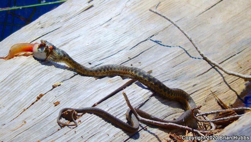 Sierra Gartersnake (Thamnophis couchii)