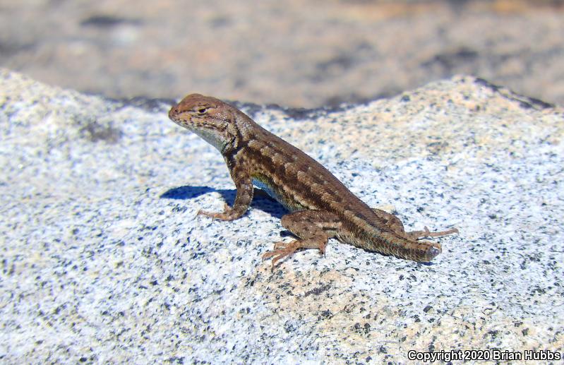 Western Sagebrush Lizard (Sceloporus graciosus gracilis)