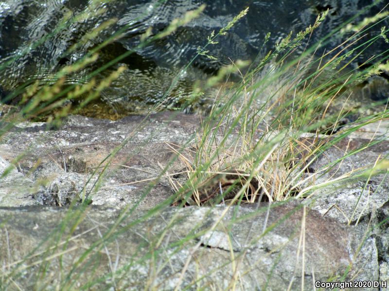 Eastern Gartersnake (Thamnophis sirtalis sirtalis)