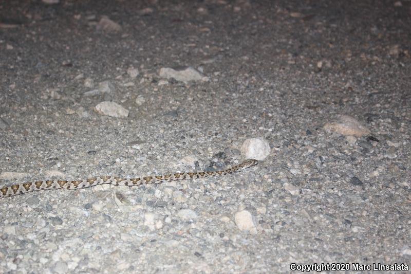 Baja California Lyresnake (Trimorphodon biscutatus lyrophanes)