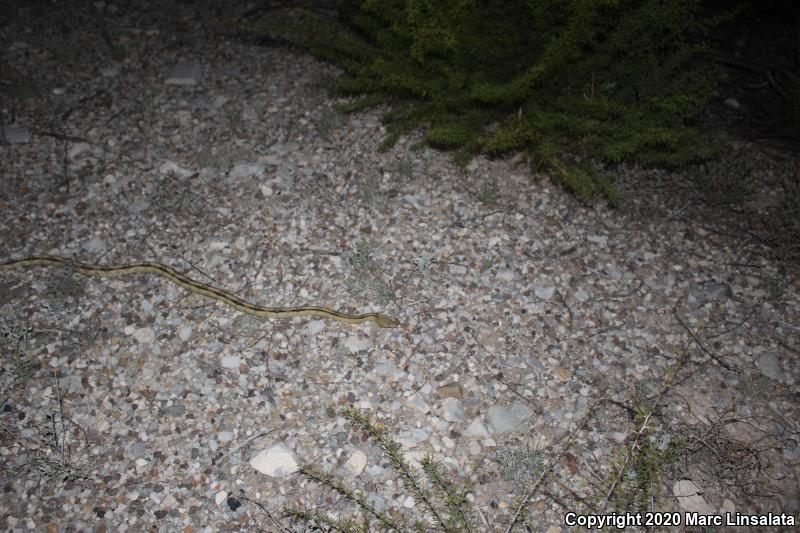 Northern Trans-Pecos Rat Snake (Bogertophis subocularis subocularis)