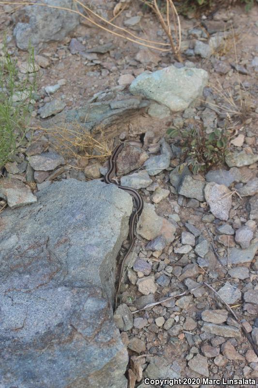 Big Bend Patch-nosed Snake (Salvadora hexalepis deserticola)