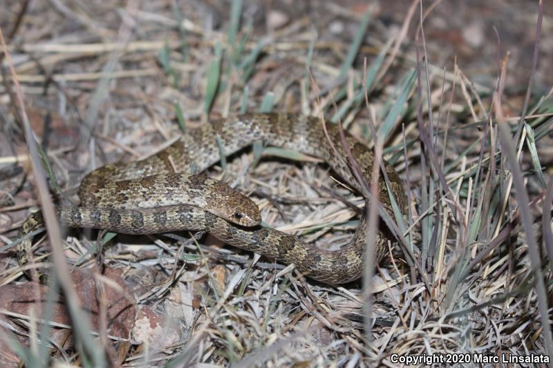 Chihuahuan Hook-nosed Snake (Gyalopion canum)