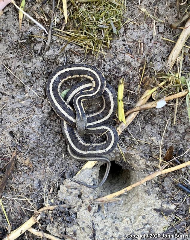 Chicago Gartersnake (Thamnophis sirtalis semifasciatus)