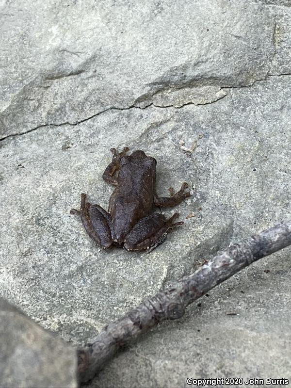 Spring Peeper (Pseudacris crucifer)