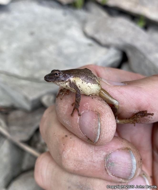 Spring Peeper (Pseudacris crucifer)