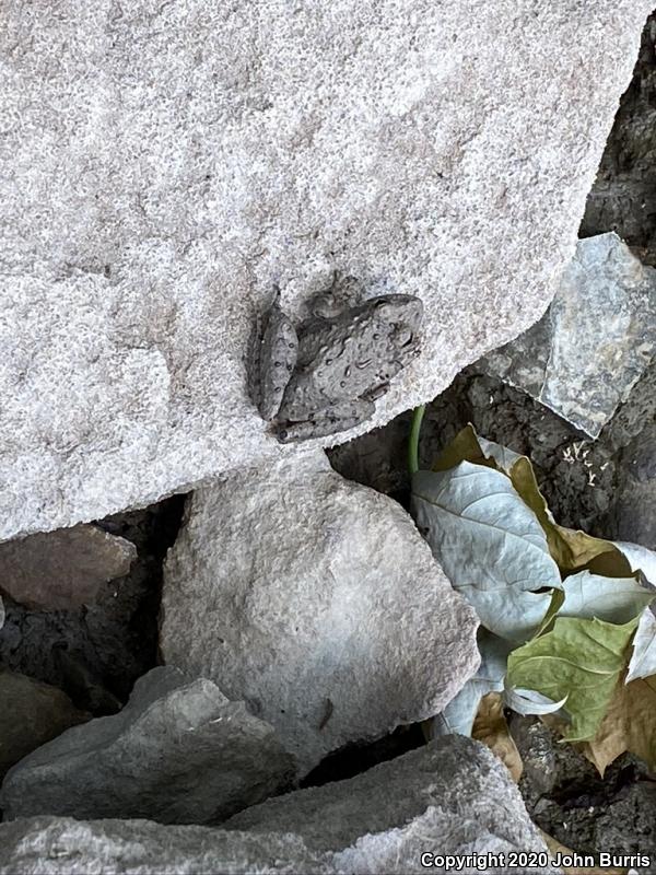 Eastern Cricket Frog (Acris crepitans crepitans)