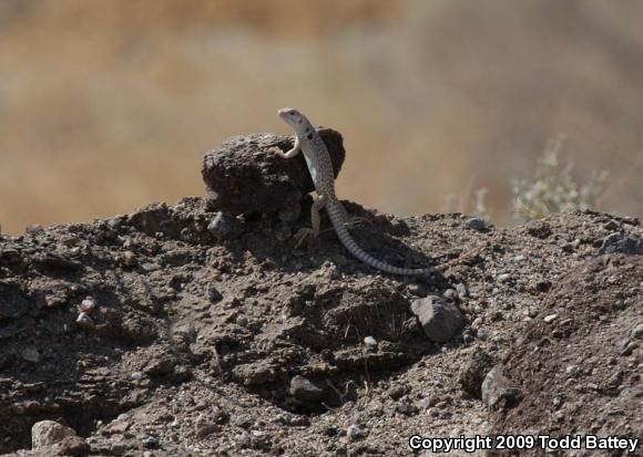 Northern Desert Iguana (Dipsosaurus dorsalis dorsalis)