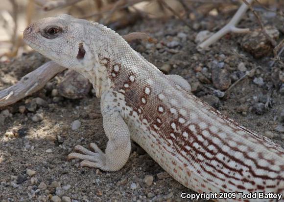 Northern Desert Iguana (Dipsosaurus dorsalis dorsalis)