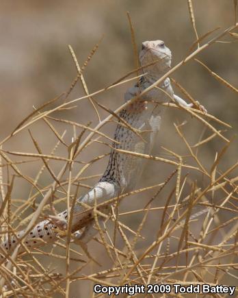 Northern Desert Iguana (Dipsosaurus dorsalis dorsalis)